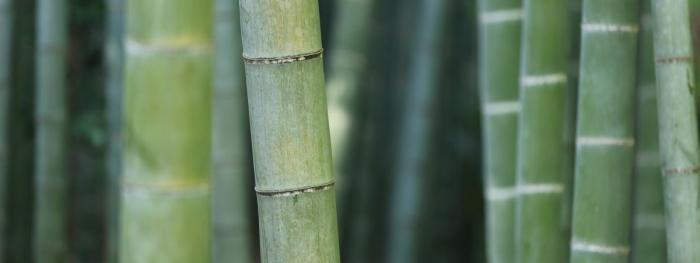 The Basics of Bamboo