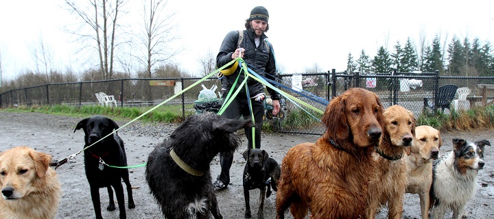 Dog Waste Bins Dog Waste Bins